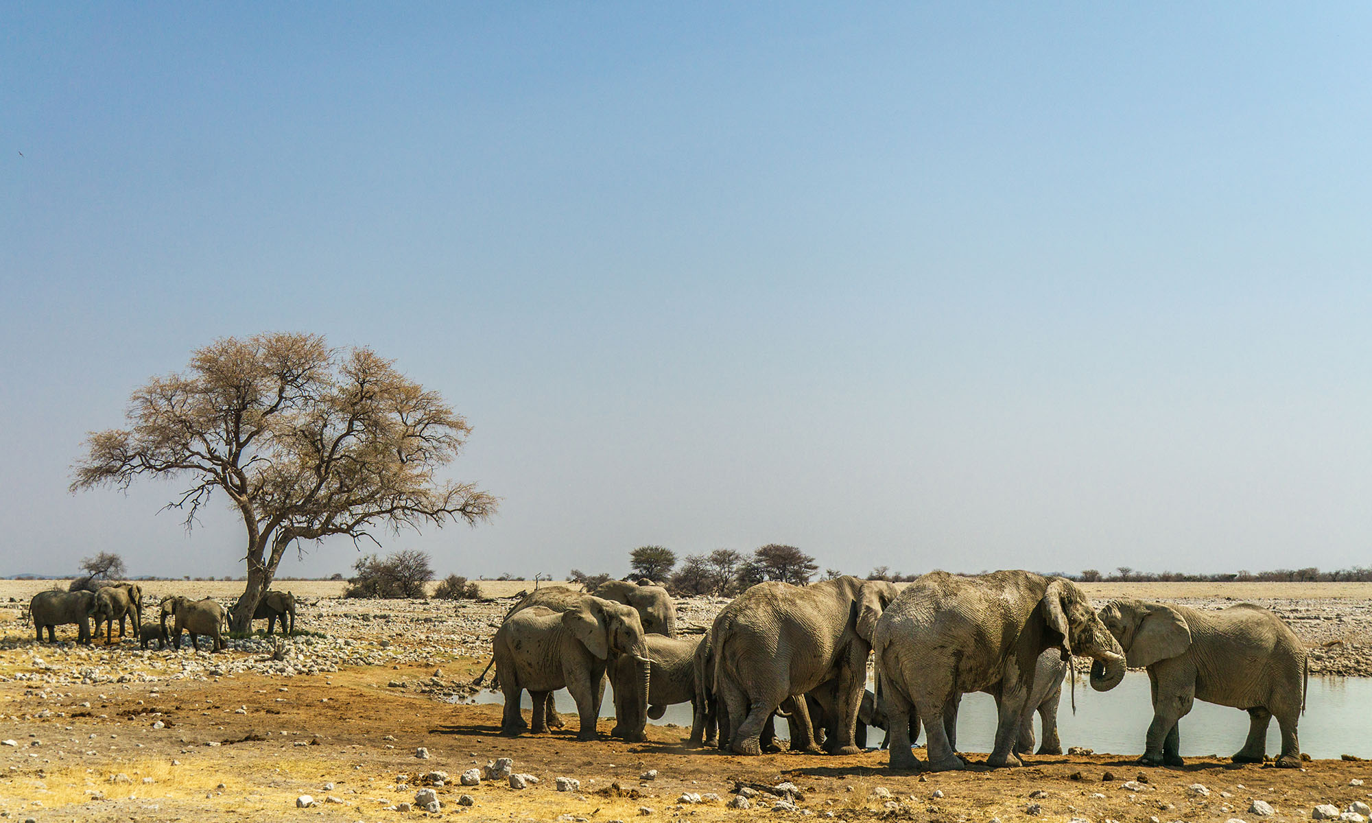 Elefanten im Etosha-Nationalpark