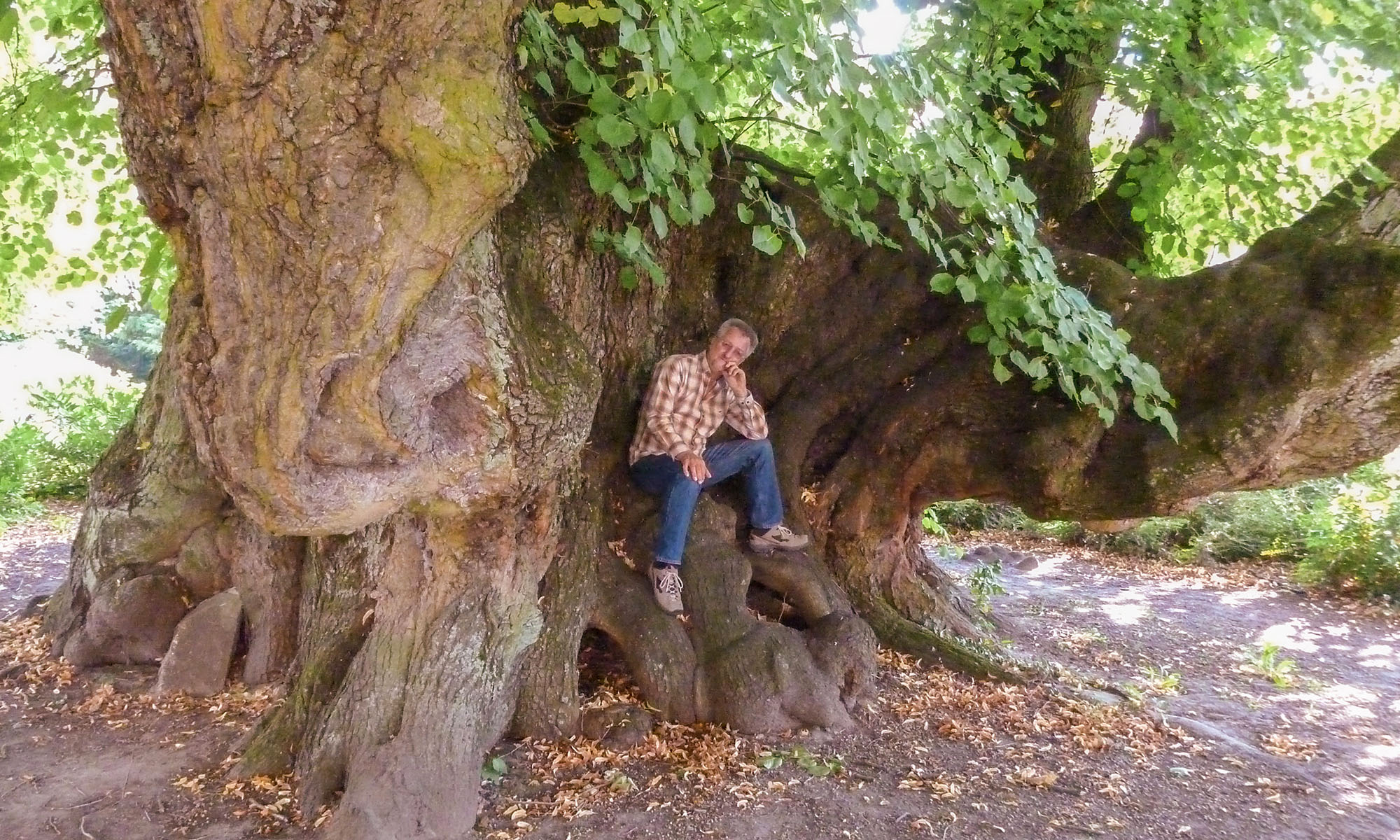 Die mächtigen Wurzelausläufer der Kaiser-Lothar-Linde.