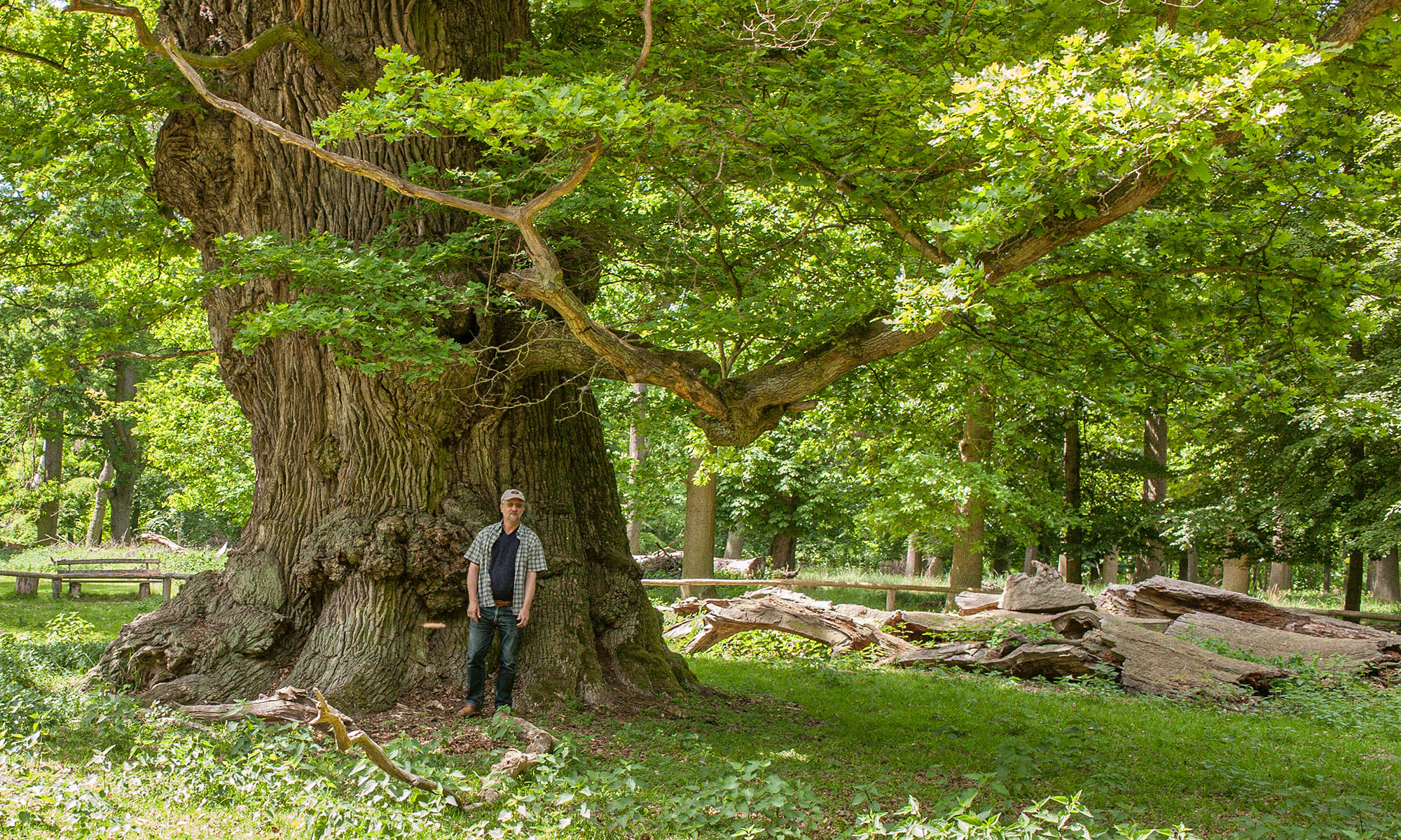 Die stärkste der Ivenacker Eichen.