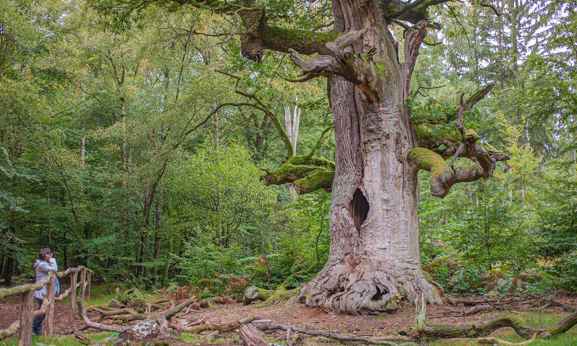 Die Kamineiche im Reinhardswald.